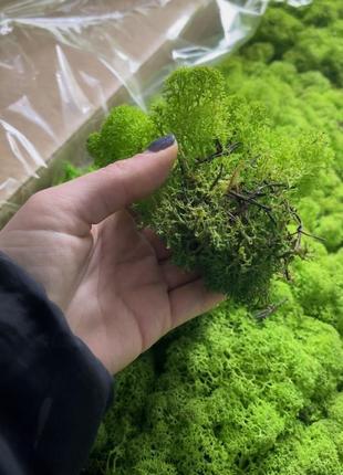 Стабилизированный норвежский мох высшего качества не очищенный so green цвет болотный...