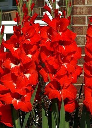 Ликорис золотистий lycoris aurea10 фото