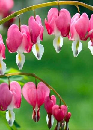 Дицентра розовая/dicentra spectabilis/разбитое сердце2 фото