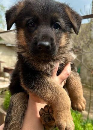 Цуценята німецької овчарки.