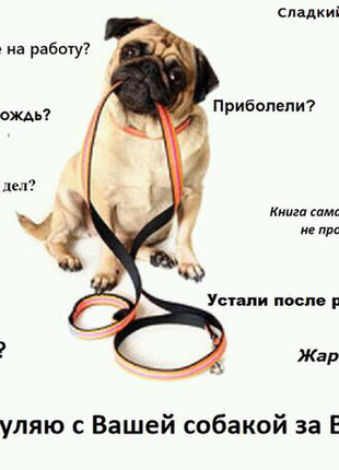 Вигул собак