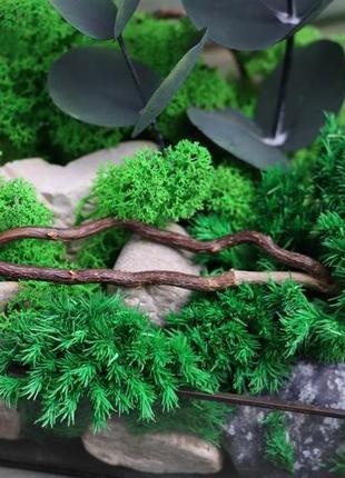 Флораріум з стабілізованим мохом "берег криму"2 фото
