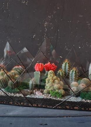 Флораріум "унікальний світ кактусів"1 фото