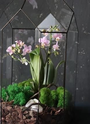Флораріум з орхідеями "квіткове мистецтво"3 фото