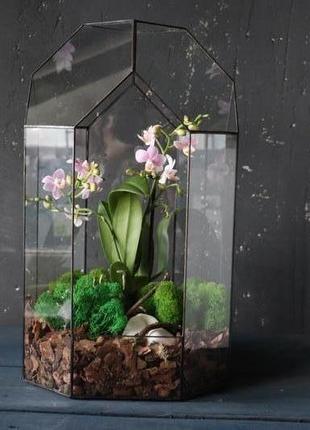 Флораріум з орхідеями "квіткове мистецтво"
