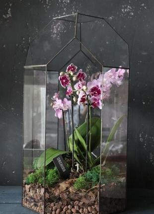 Флораріум з орхідеями "афродіта" 30.00cm x 55.00cm2 фото