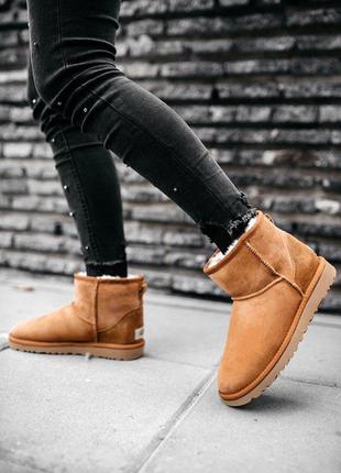 Угги ugg w classic mini chestnut❄сапоги зима2 фото