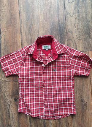 Сорочка lacoste