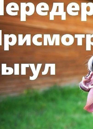 Оболонь, перетримування домашніх собачок