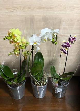 Орхідея фаленопсис 1 стовбур мікс phalaenopsis mini mix 1st