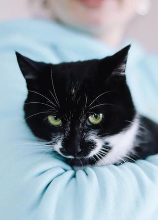 Банті — чорна кішечка на щастя