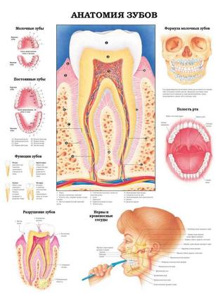 Плакат а3. анатомия зубов