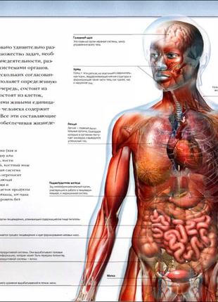 Ілюстрований атлас анатомії людини. драбина макміллан4 фото