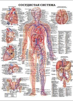 Плакат а3. сосудистая система1 фото