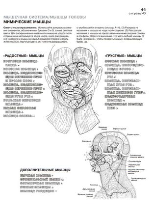 Анатомія людини: атлас-розмальовка7 фото