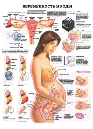 Плакат а3. беременность и роды