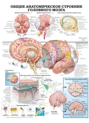 Плакат а3. загальна анатомічна будова головного мозку