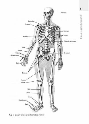 Анатомия человека. атлас. том 1. учение о костях, соединении костей и мышцах, м. р. сапин4 фото
