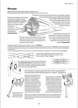Анатомия движения: человеческое тело| бландин кале-жермен5 фото