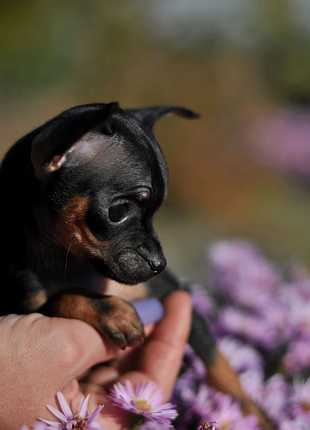 Російський той - цуценята!