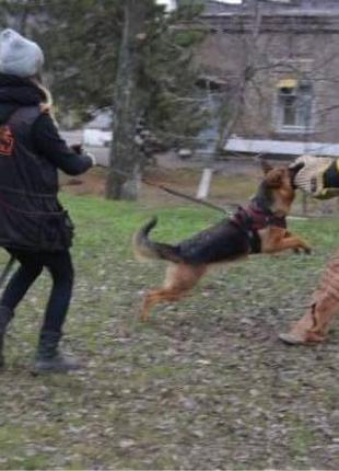 Кінолог для собак