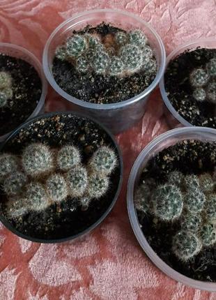 Кактус-и в асортименті