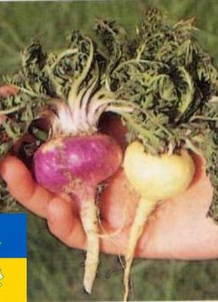 Мака перуанська (lepidium meyenii)