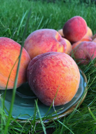 Саджанці персика, нектарину, абрикоса, яблуні, груші, черешні5 фото