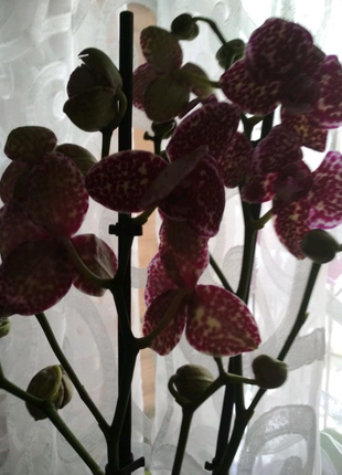 Орхідея дикий кіт1 фото