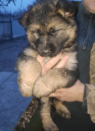 Цуценята німецької вівчарки