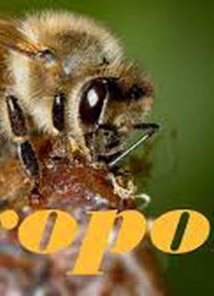 Бджолиний прополіс 2021 року