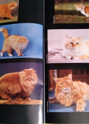 Журнал "chat "про котиків вінтажний французькою мовою,10÷11/2004р7 фото