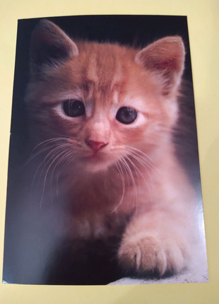 Листівка-фото з конвертом-кошеня, hallmark,сша.1 фото