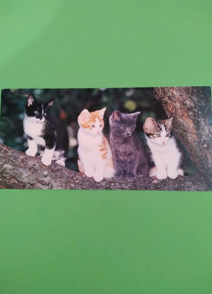 Листівки-фото котики (10,8×22,5см), франція