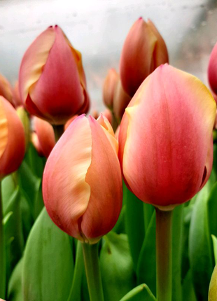 Зріз тюльпана до 8 березня. квіти.