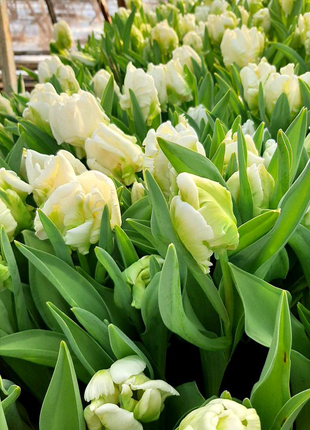 Зріз тюльпана до 8 березня. квіти.2 фото