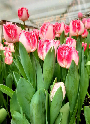 Зріз тюльпана до 8 березня. квіти.3 фото