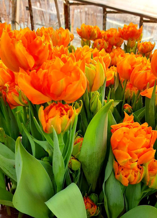 Зріз тюльпана до 8 березня. квіти.5 фото