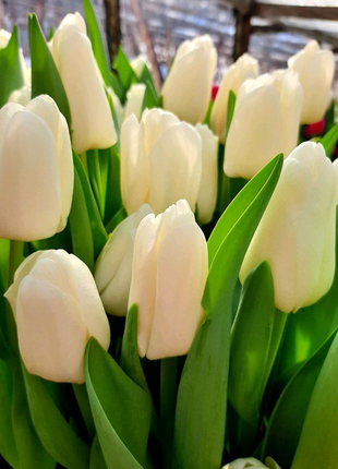 Зріз тюльпана до 8 березня. квіти.6 фото