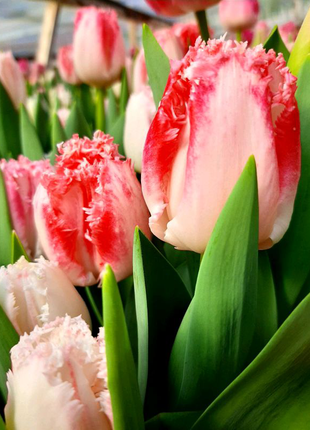 Зріз тюльпана до 8 березня. квіти.10 фото