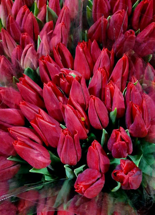 Зріз тюльпана до 8 березня. квіти.14 фото