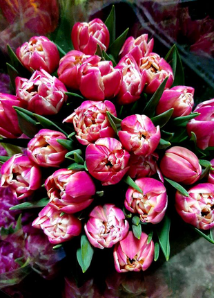 Зріз тюльпана до 8 березня. квіти.16 фото
