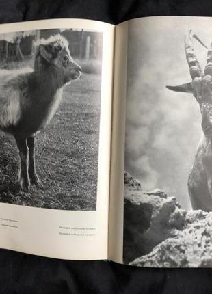 Фото альбом заповідник асканія нова 1968 г укр мовою4 фото