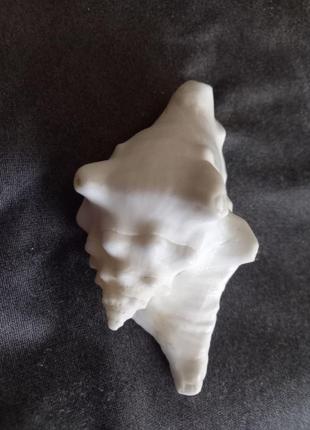 Мушля ракушка раковіна  трикорнис. біла . довжина 12 см3 фото