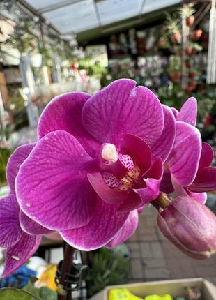 Орхидея мини фиолетовая (различные цвета и размеры)