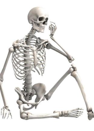 Велика модель скелета  деталізована фігурка скелета анатомічний скелет людини 90см
