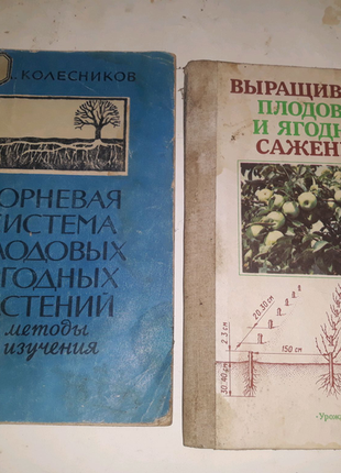 "вирощування плодових і ягідних саджанців", коренева система