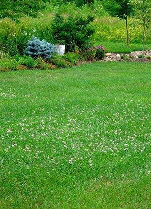 Конюшина біла. від 820грн/кг акція! весняна ціна газон.насіння для саду готові співпрацювати