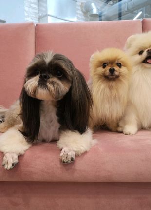 Стрижка собак,