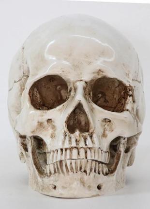 Анатомічна модель череп resteq 19x14x16 см. модель черепа людини, знімна щелепа. череп людини декоративний1 фото